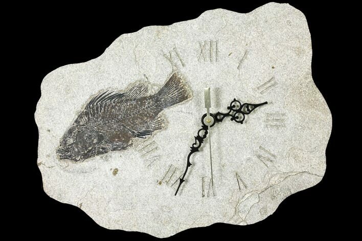 Wide Clock With Cockerellites Fish Fossil - Wyoming #132880